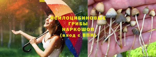 индика Аркадак